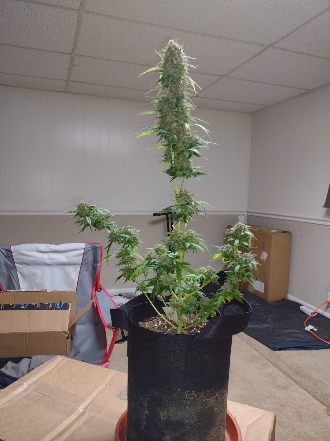 Customer photo review of Dank Work THCA Trim