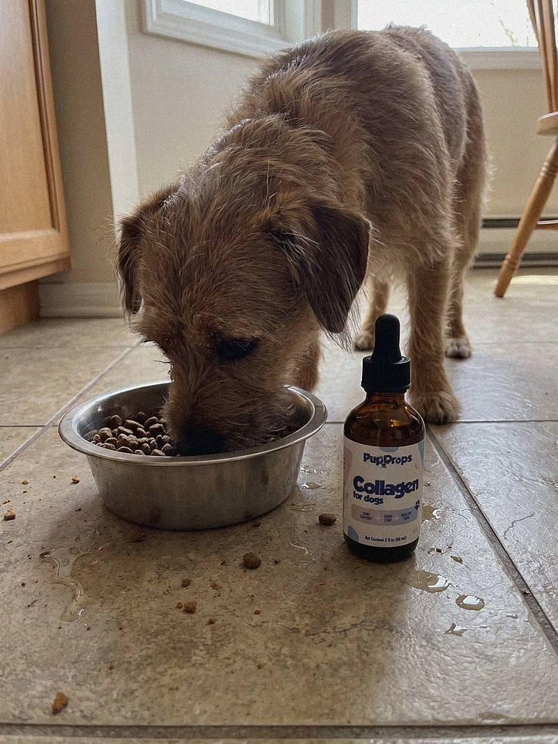 Customer photo review of Liquid Collagen for Dogs by Pupdrops