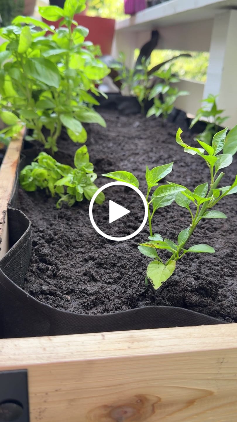 Customer video review of 18″ x 48″ Deep Root Raised Garden Bed - 30″ TALL - Select Grade
