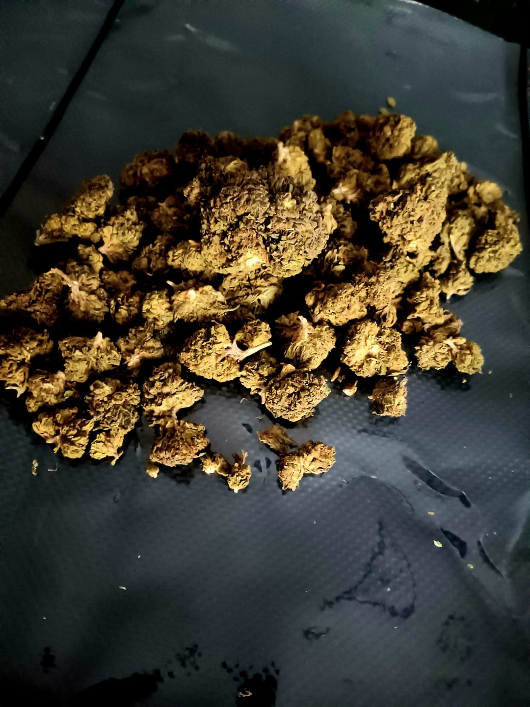 Customer photo review of Bulk THCA Flower Pounds