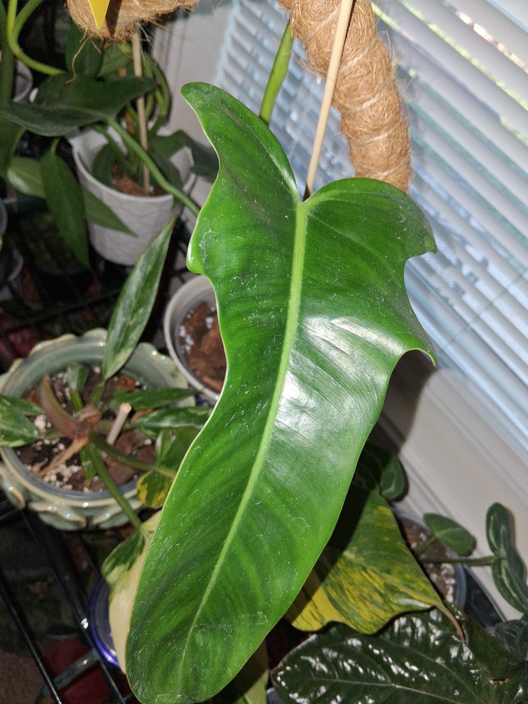 Customer photo review of Philodendron 'Jerry Horne'