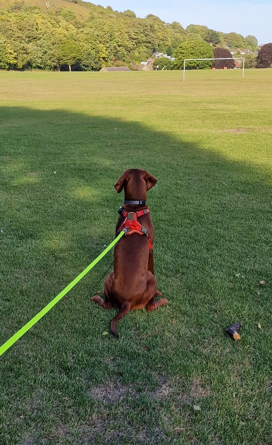 Customer photo review of Anti Pull Hurricane Harness Lighter | With Handle - Burnt Orange X Khaki
