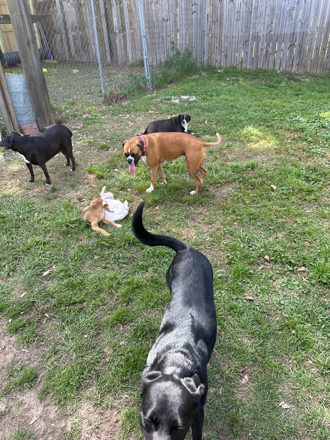 Customer photo review of Iron Paws Daily Human-Grade Superfood For Dogs