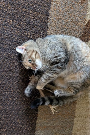 Customer photo review of KELVO™ Pack de Sticks Dentales para Gatos
