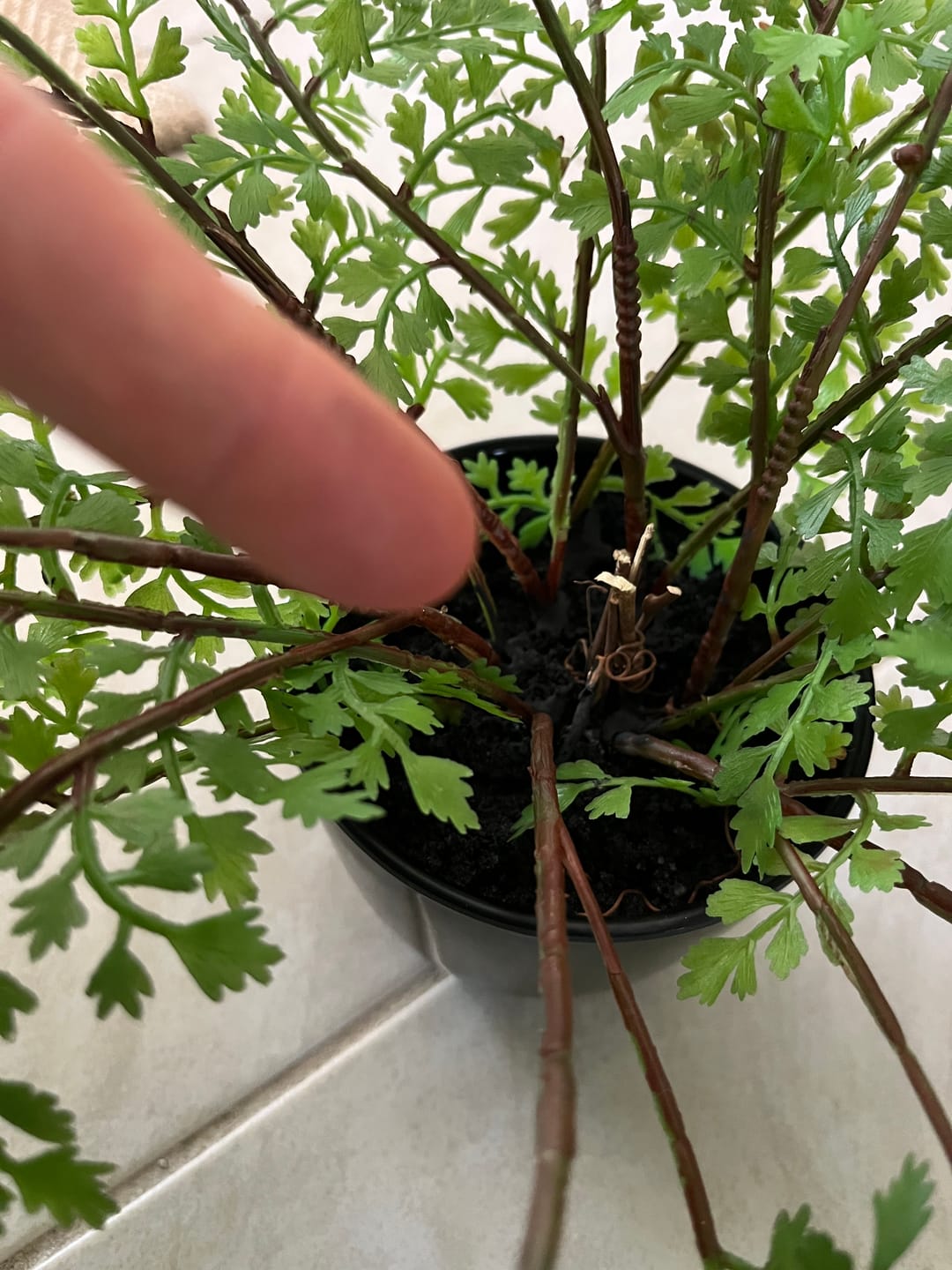 Customer photo review of Faux Small Potted Fern 35cm