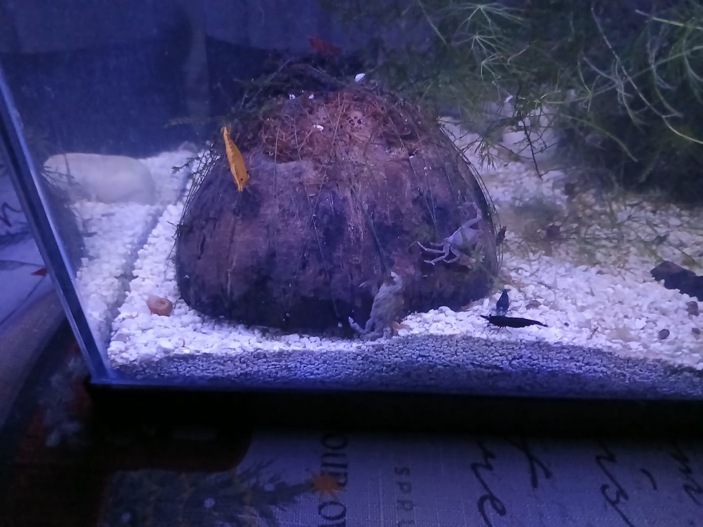 Customer photo review of Freshwater Pom Pom Crab (Ptychognathus barbatus)