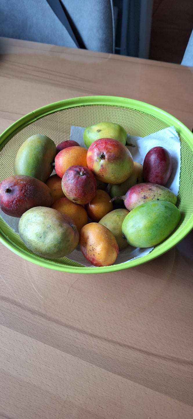 Customer photo review of Mini-Mango von Juan 3kg Retterbox %