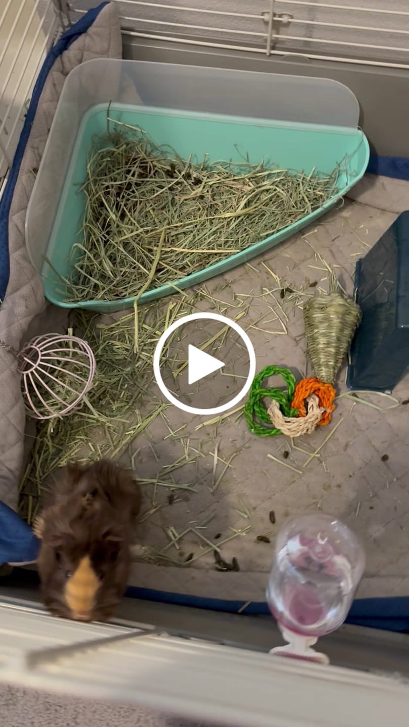 Customer video review of GuineaDad Original Liner For Small Animal Cages