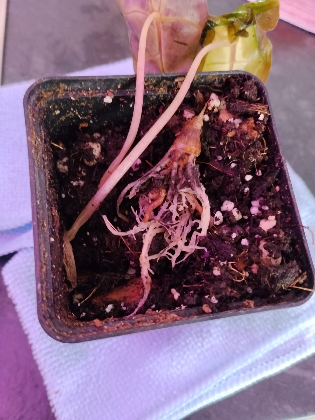 Customer photo review of SAD-PLANT-SET
