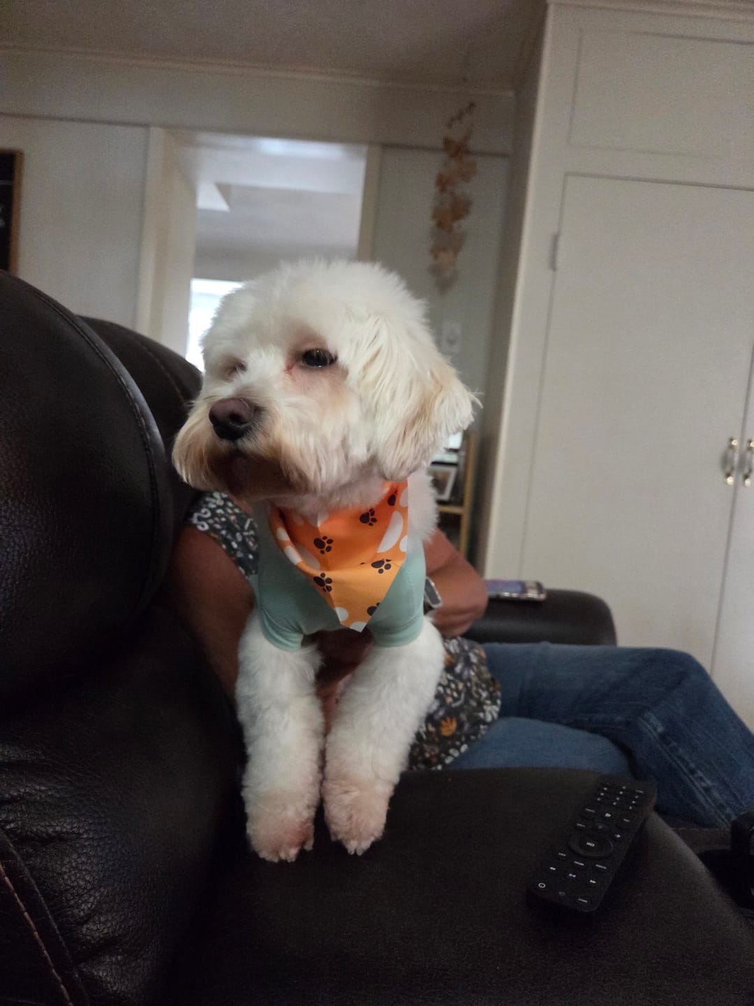 Customer photo review of Wholly Pup Gift Card