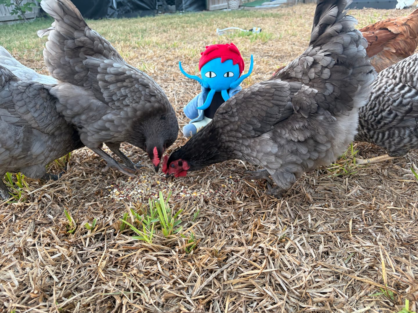 Customer photo review of Original Character (OC) Design Plush