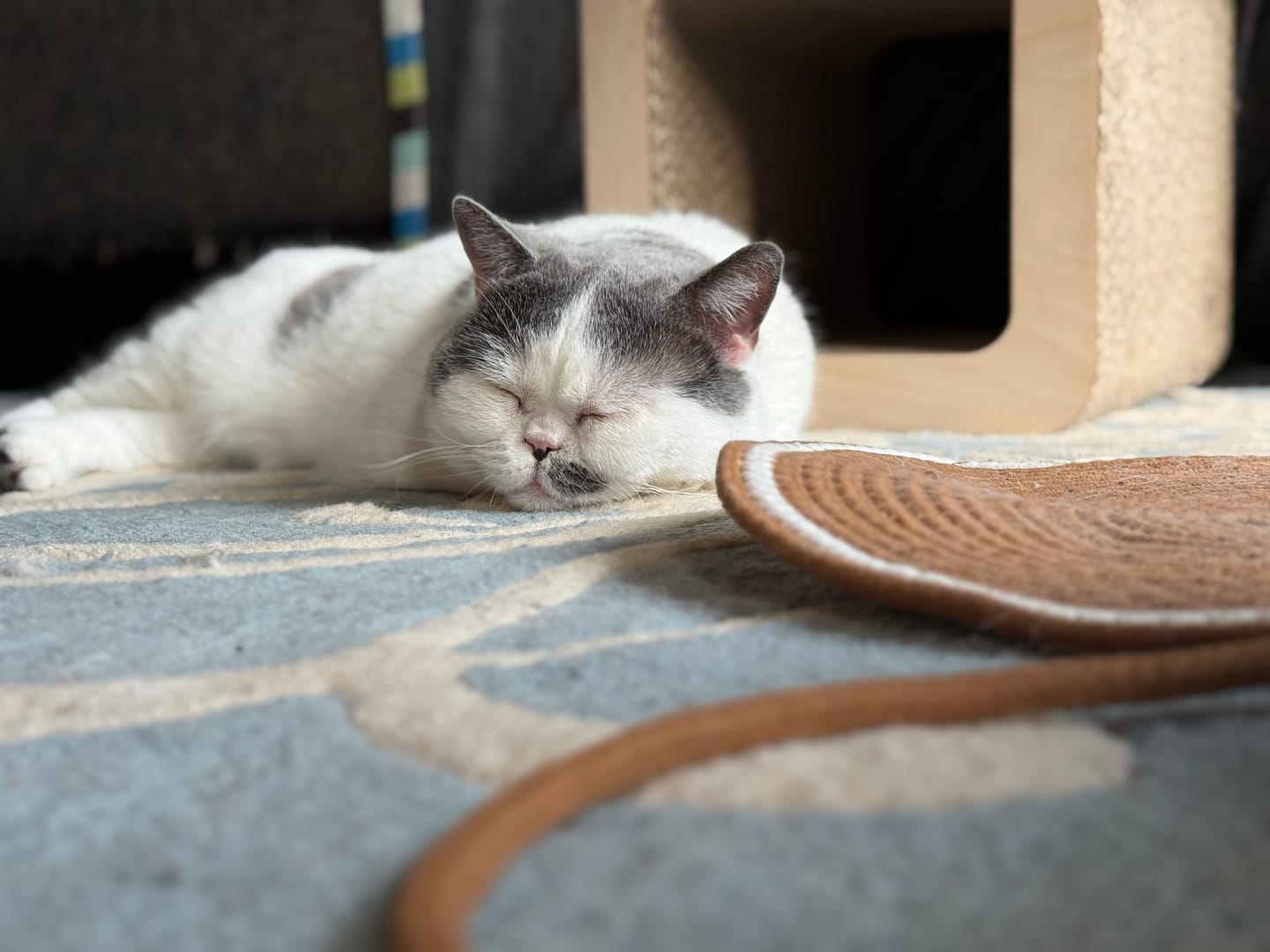 Customer photo review of Instinct Mat | The Scratching Mat Her Biology Actually Recognizes (NEW)