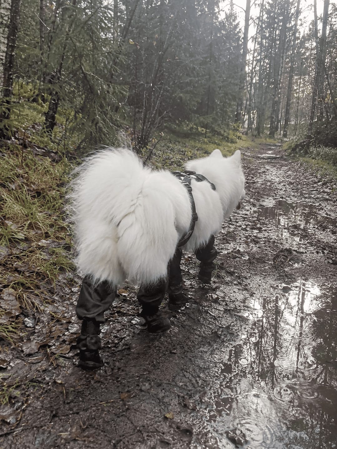 Customer photo review of Botas Impermeables para Perros