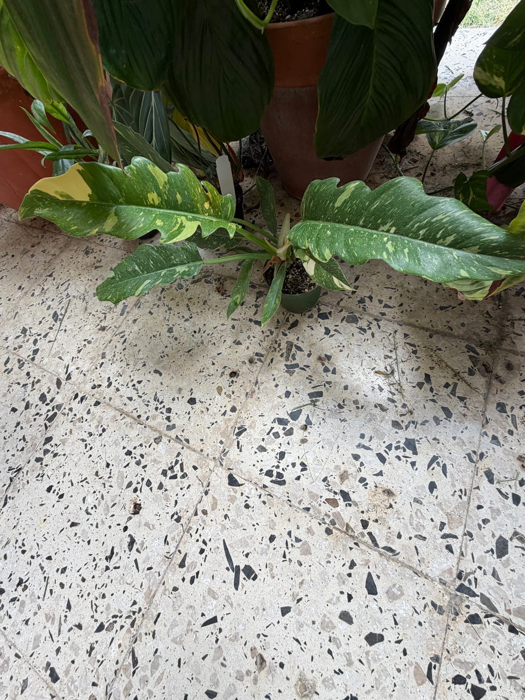 Customer photo review of Philodendron ‘Ring of Fire’