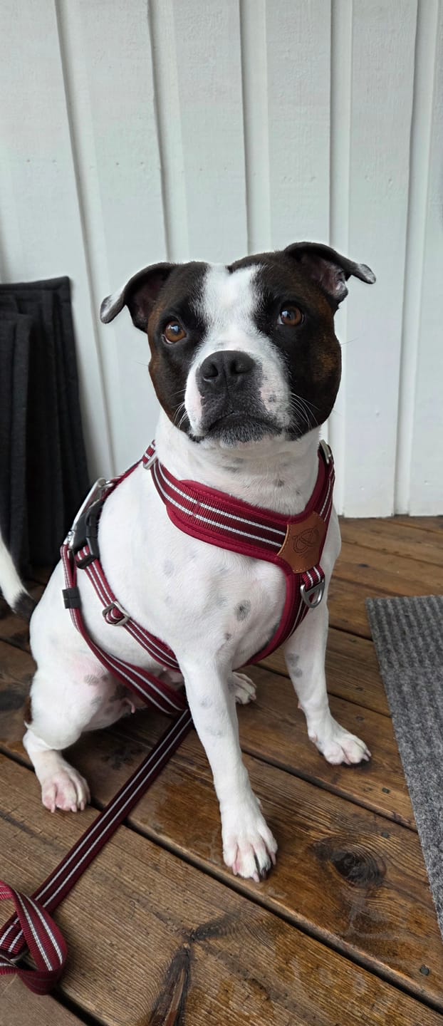 Customer photo review of Staffordshire Bull Terrier 1935® Harness & Leash Set - Burgundy