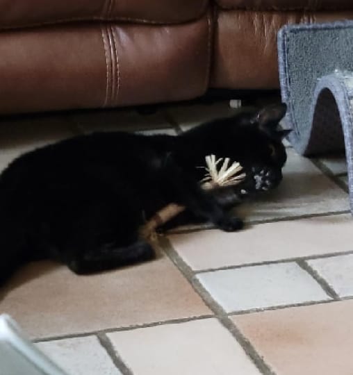 Customer photo review of KELVO™ Pack de Sticks Dentales para Gatos