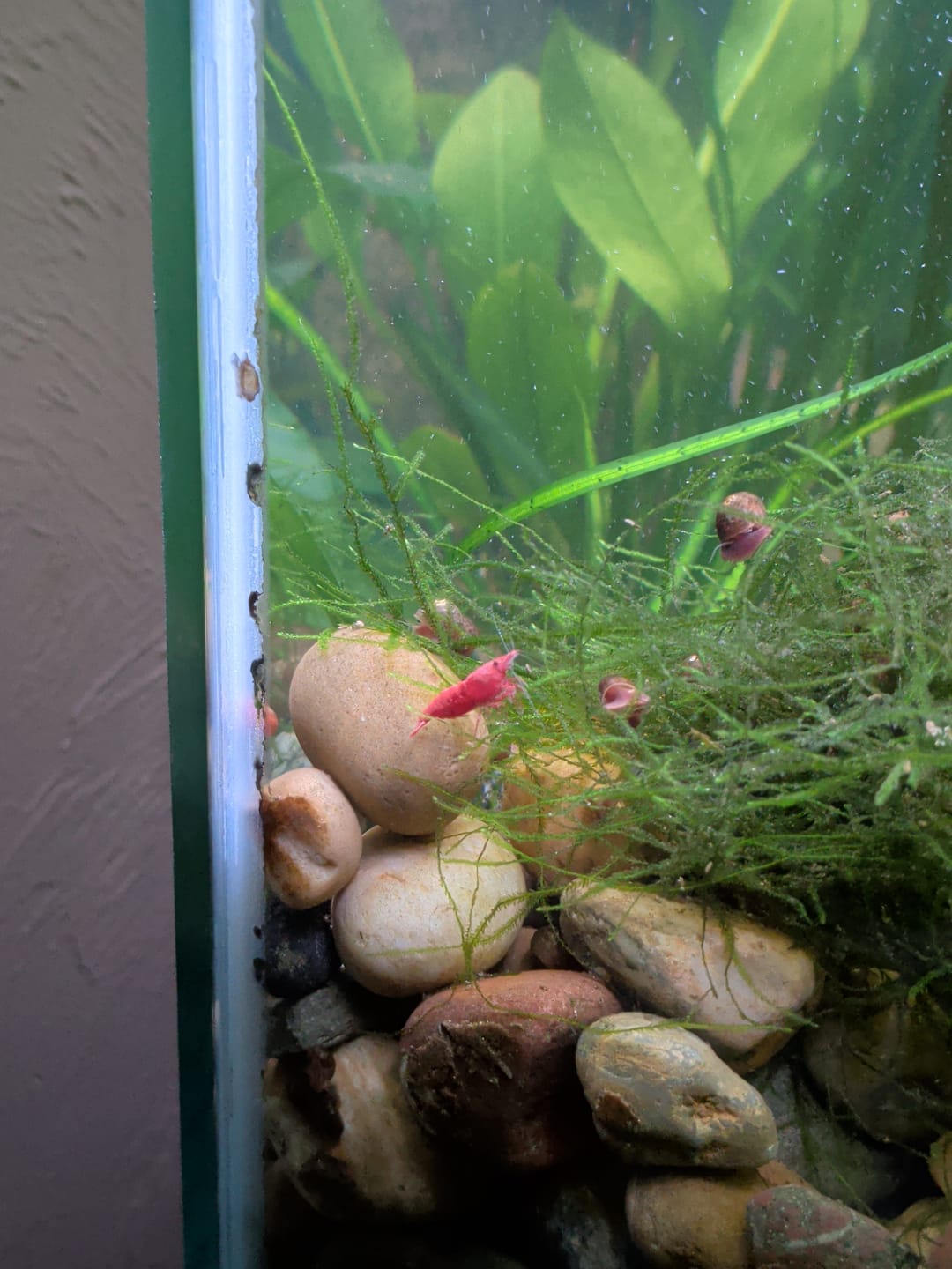 Customer photo review of Skittles Shrimp