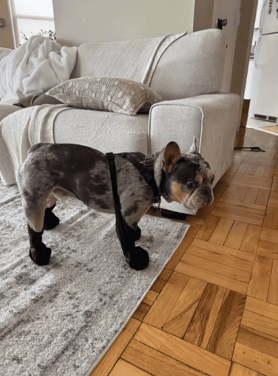 Customer photo review of Botas Impermeables para Perros