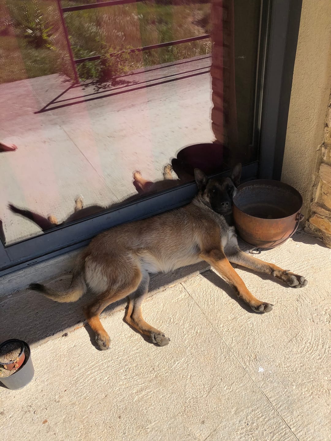Customer photo review of Mousse Boeuf & Volaille - Chien