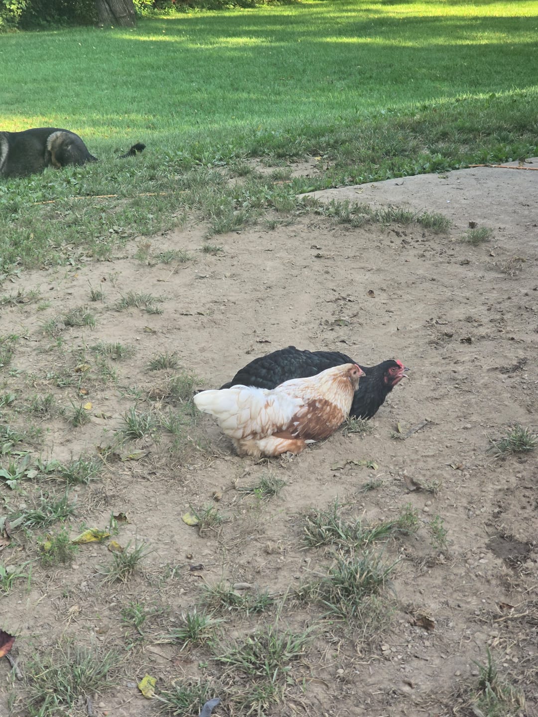 Customer photo review of Complete Guide to Healthy Chickens and Better Eggs (Digital Guide)