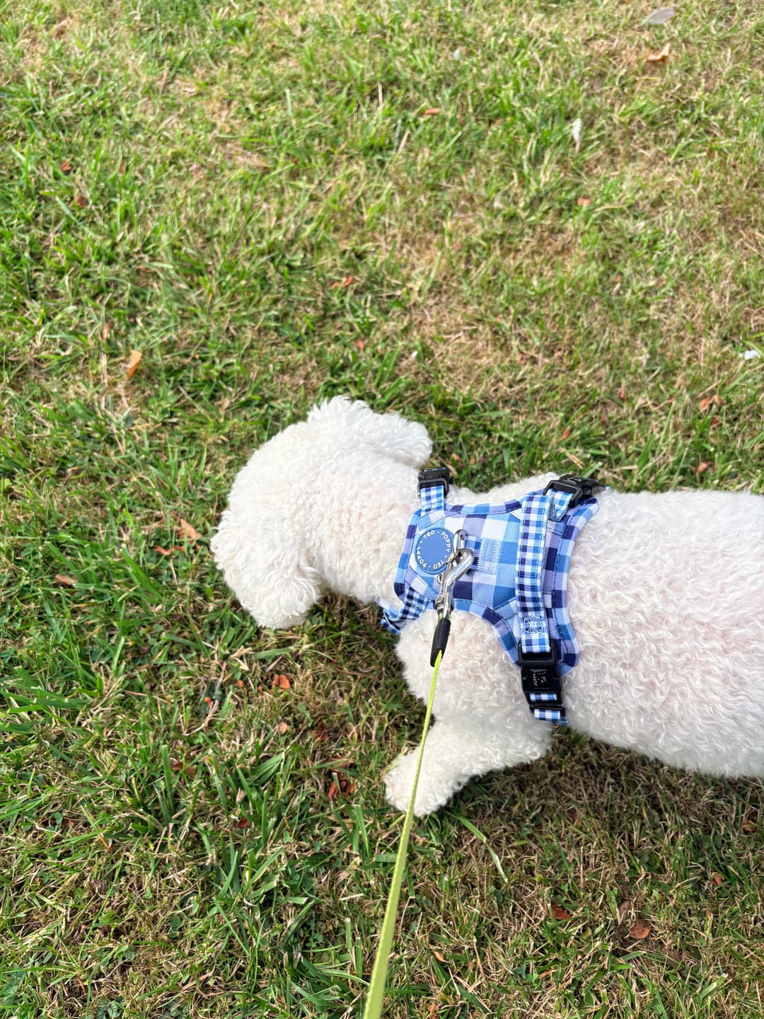 Customer photo review of 3-Click Tough Step-in Dog + Puppy Harness | Blueberry Plaid