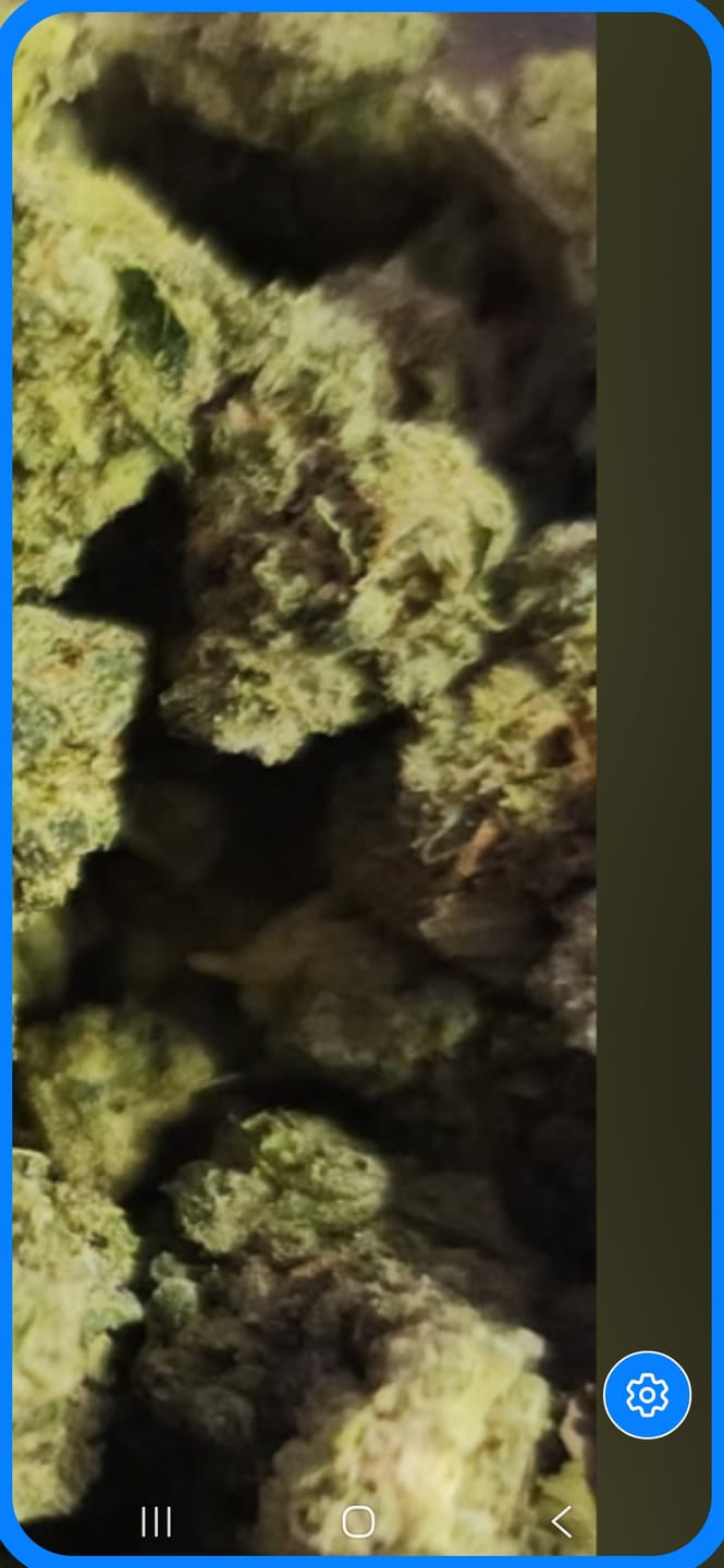 Customer photo review of Champelli THCA Flower