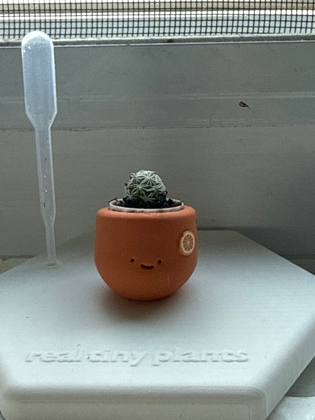Customer photo review of Orange Dream