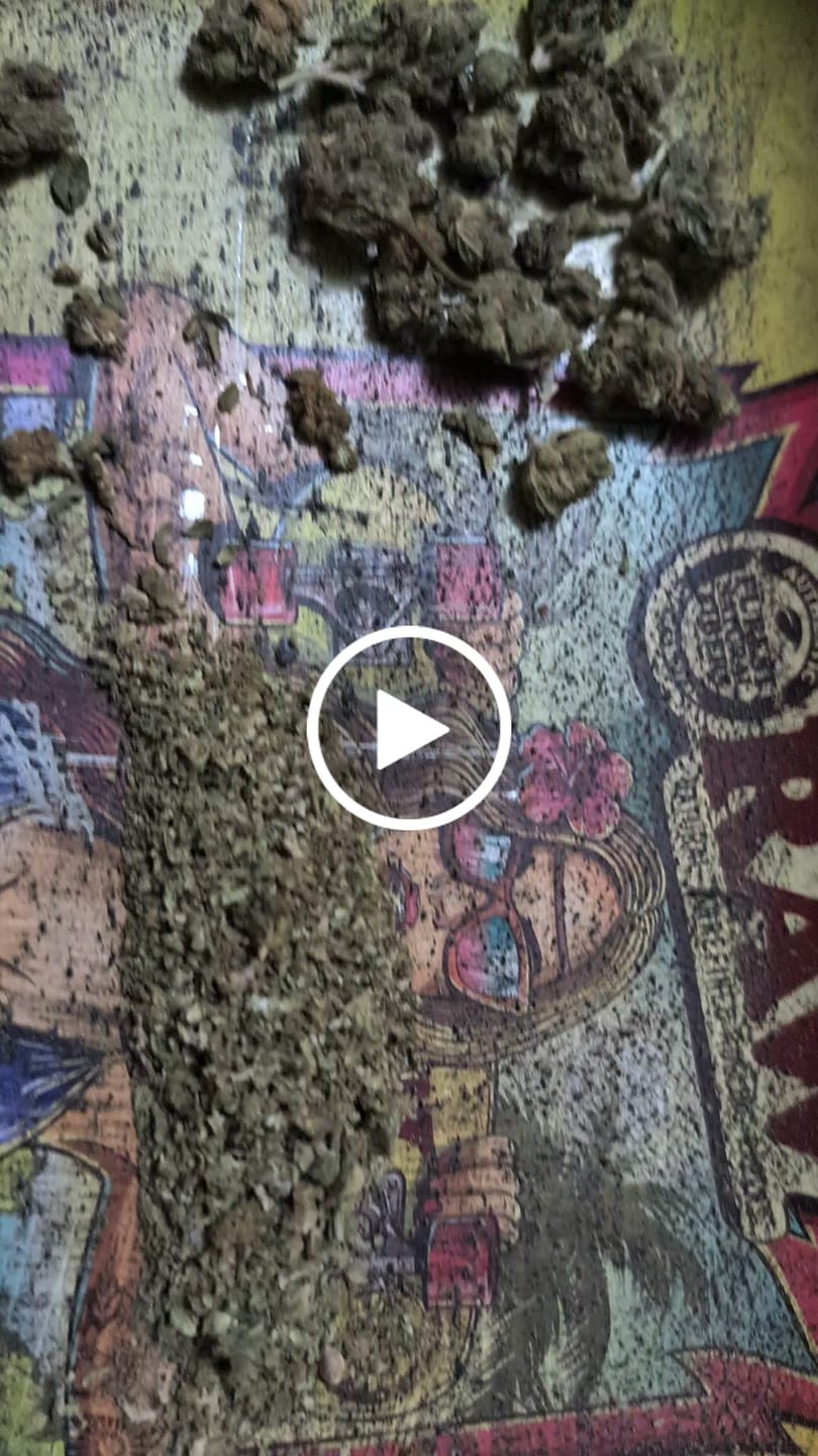 Customer video review of 1 Oz Cheap THCA Small Buds