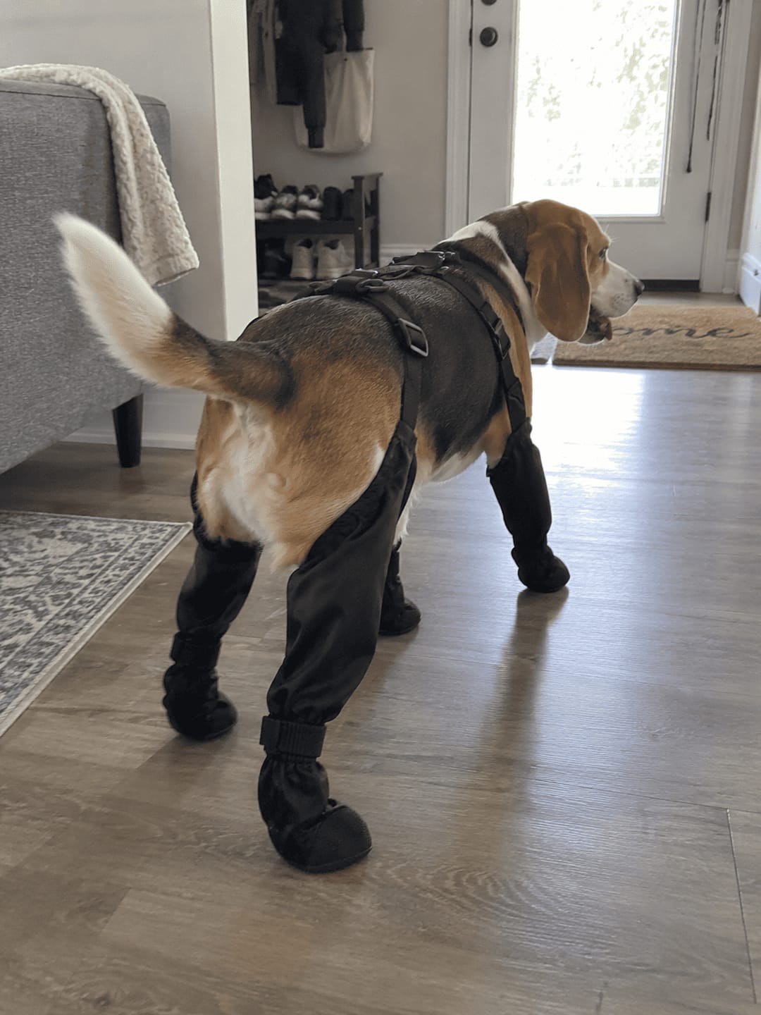 Customer photo review of Botas Impermeables para Perros