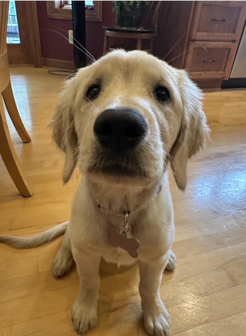 Customer photo review of Petdental™