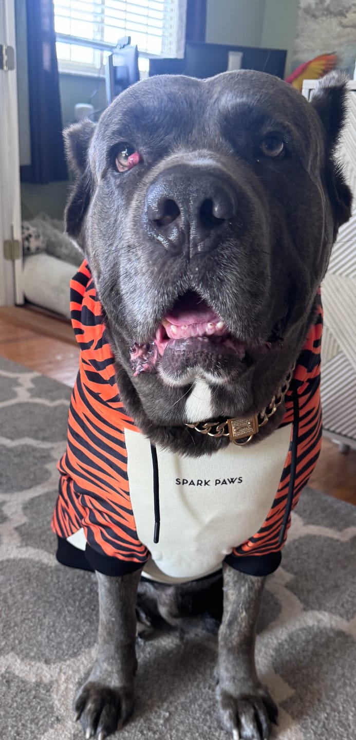 Customer photo review of Halloween Dog Hoodie - Tiger