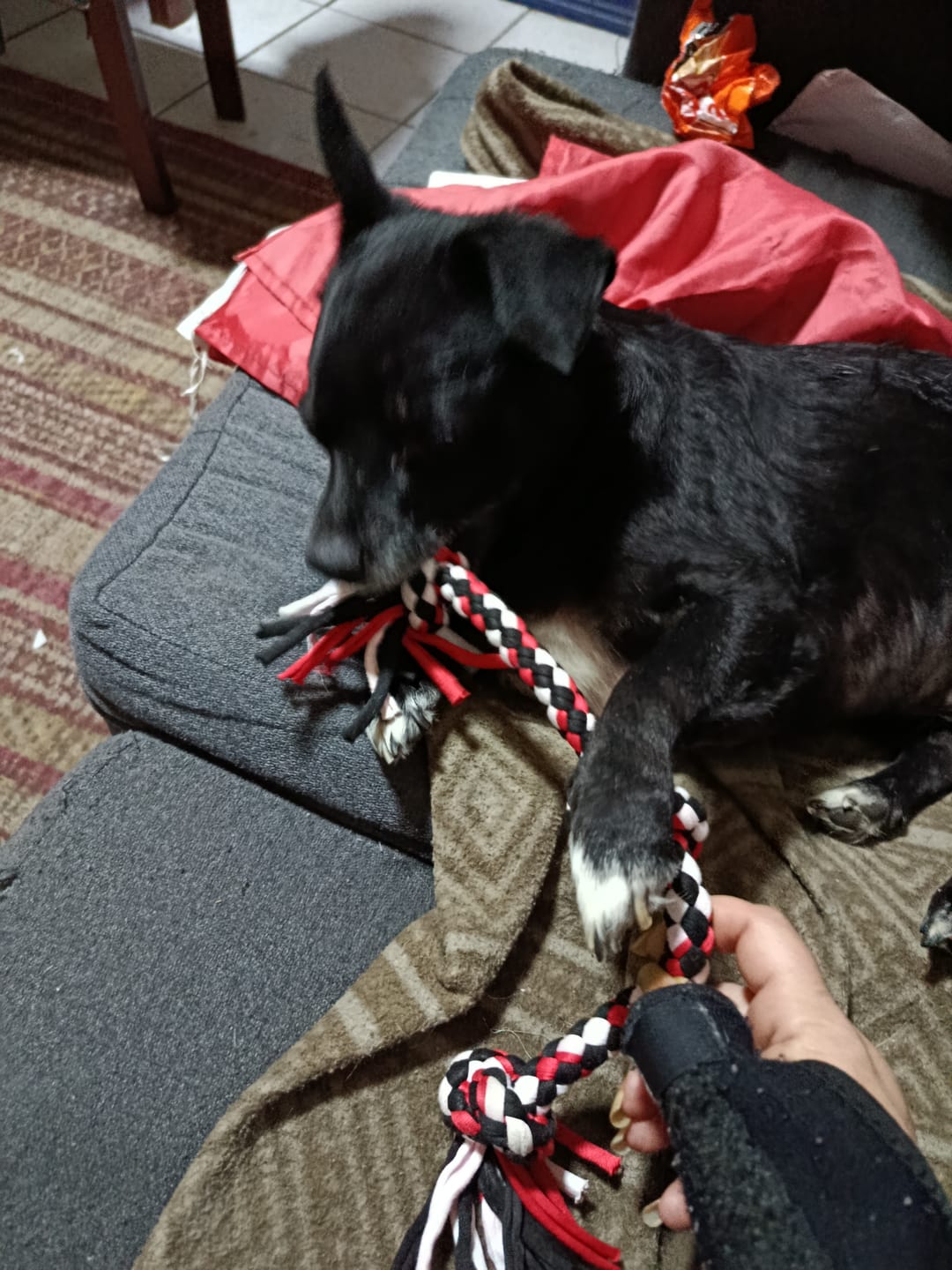 Customer photo review of Mordedor, Cuerdita para perros