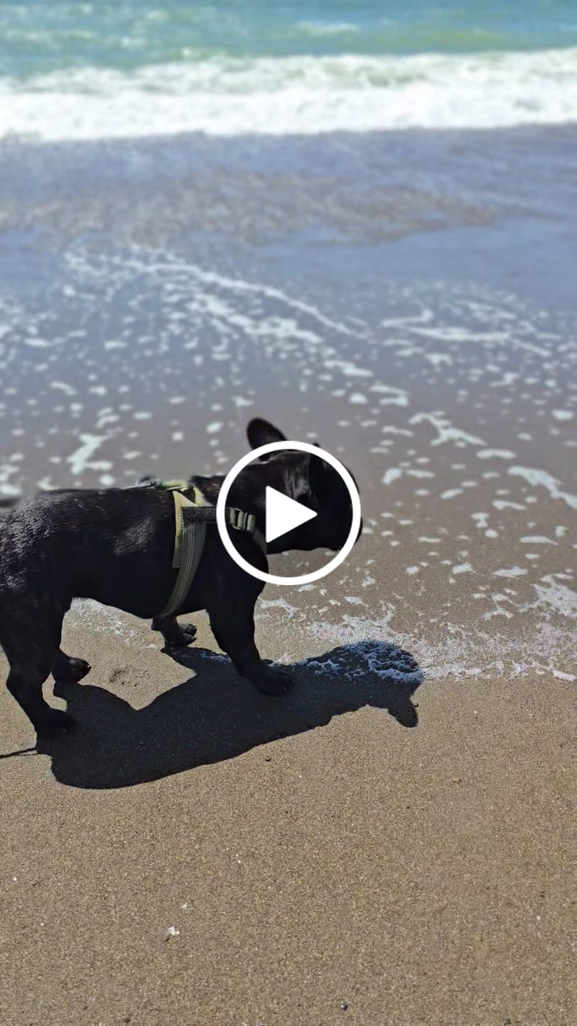 Customer video review of KAVRIONA No-Pull Dog Harness