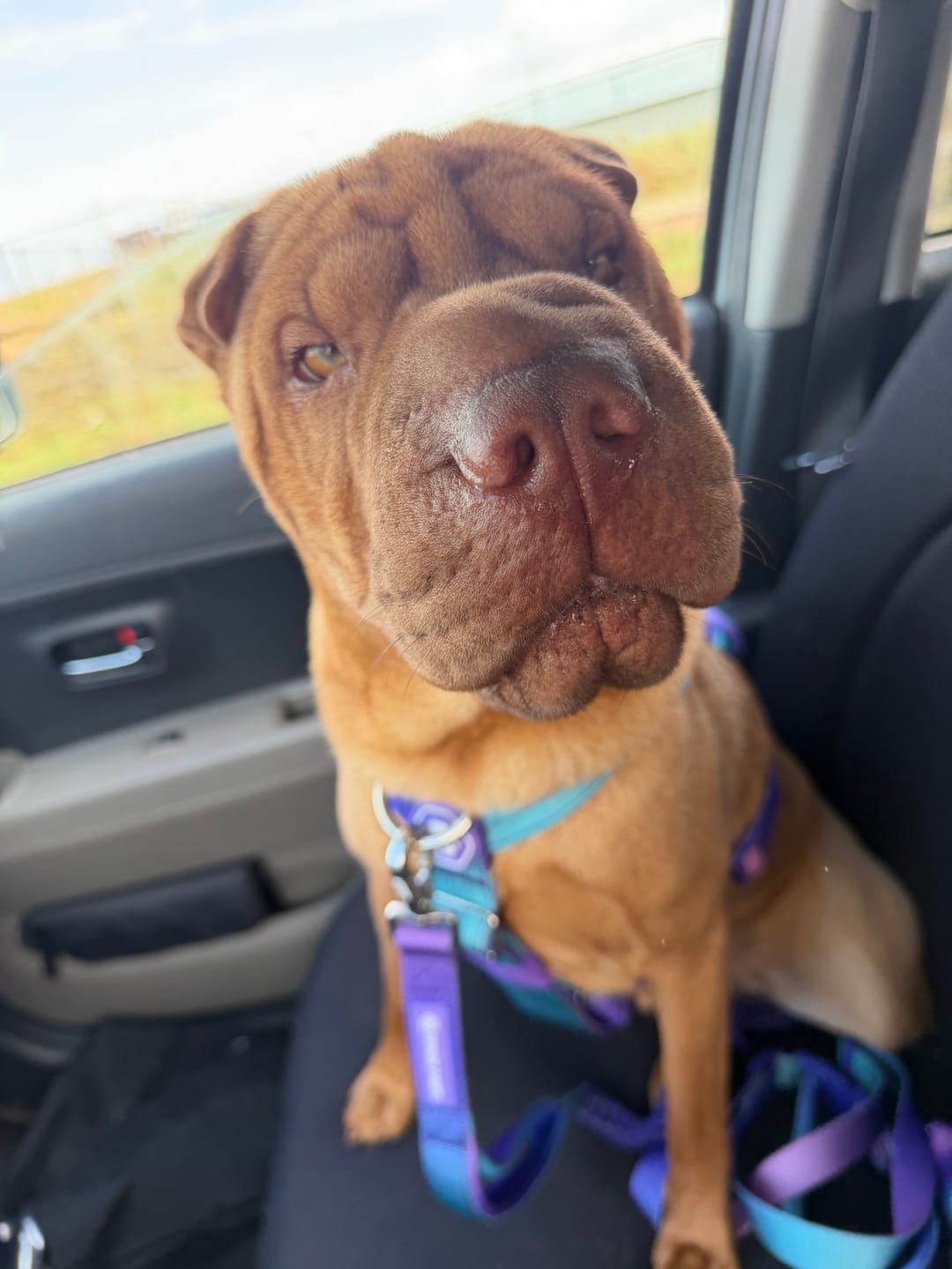 Customer photo review of Comfort Control No-Pull Dog Harness and Multipurpose Leash Set - 90s Retro