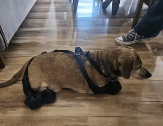 Customer photo review of Botas Impermeables para Perros