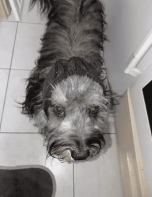 Customer photo review of Orejeras Anti-Estrés para Perros