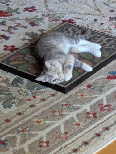 Customer's kitten resting on a scratching board after using Milo's Magic Seasoning.