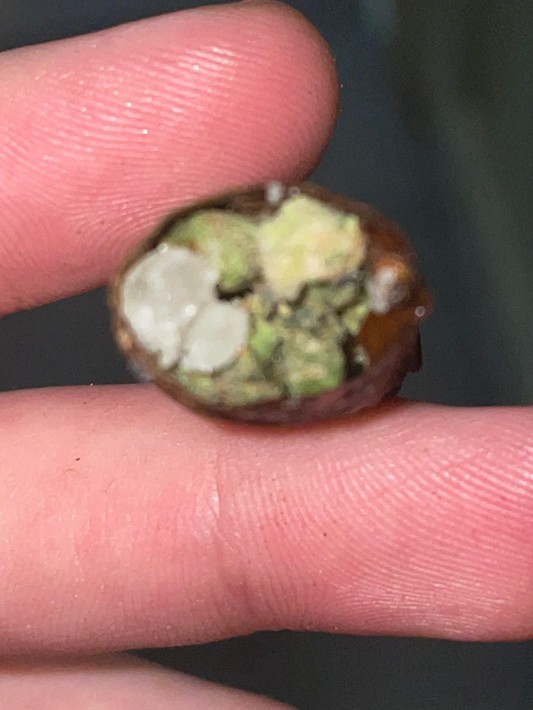 Customer photo review of Bruce Banner THCA Flower (Budget)