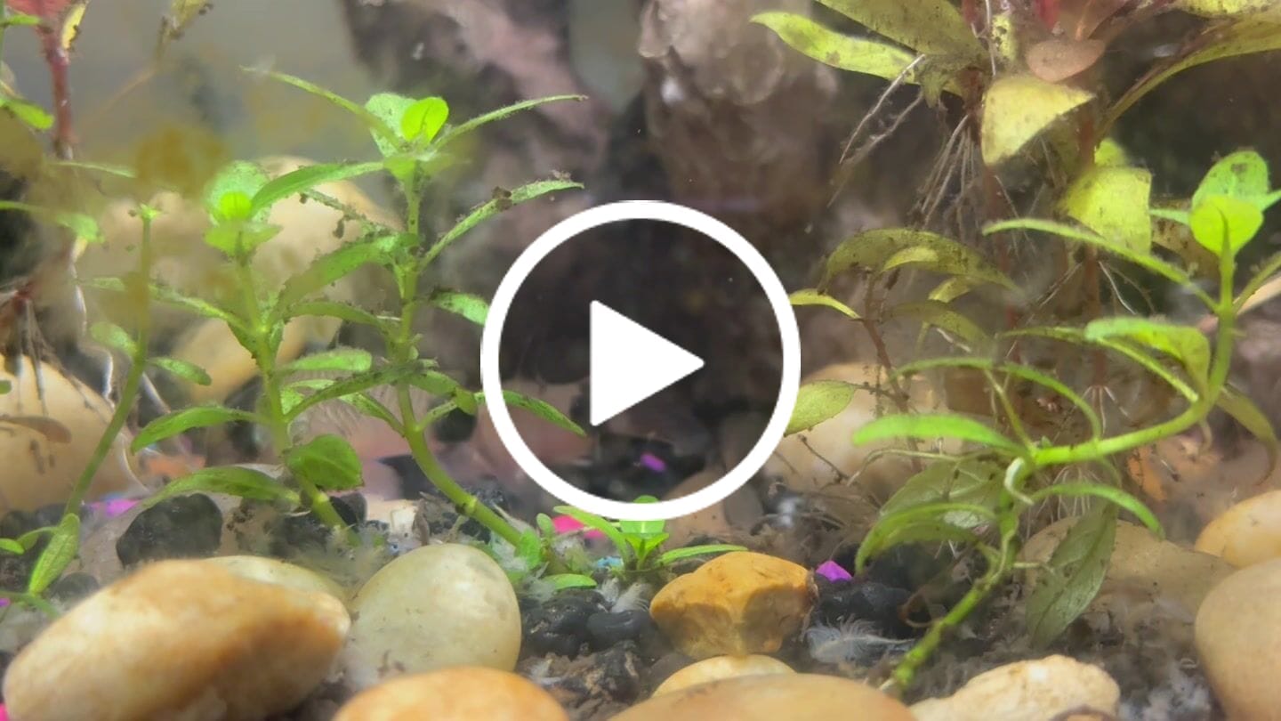 Customer video review of Panda Cory Catfish