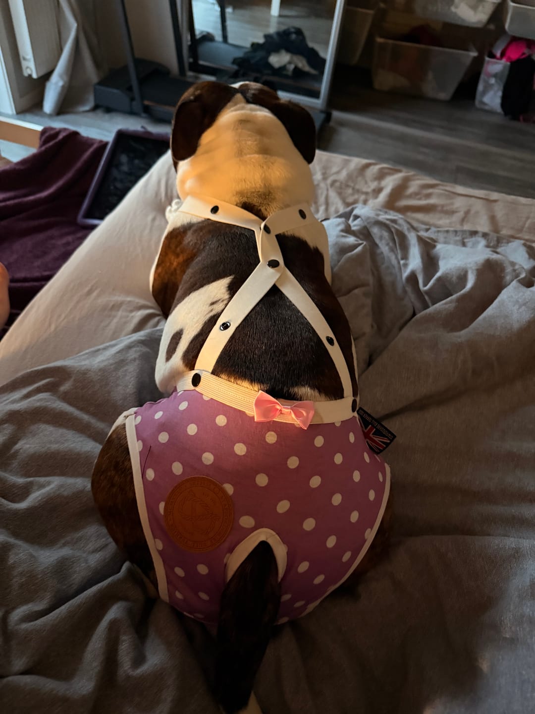 Customer photo review of Staffordshire Bull Terrier 1935® Hygiene Panties with Suspenders - Daisy