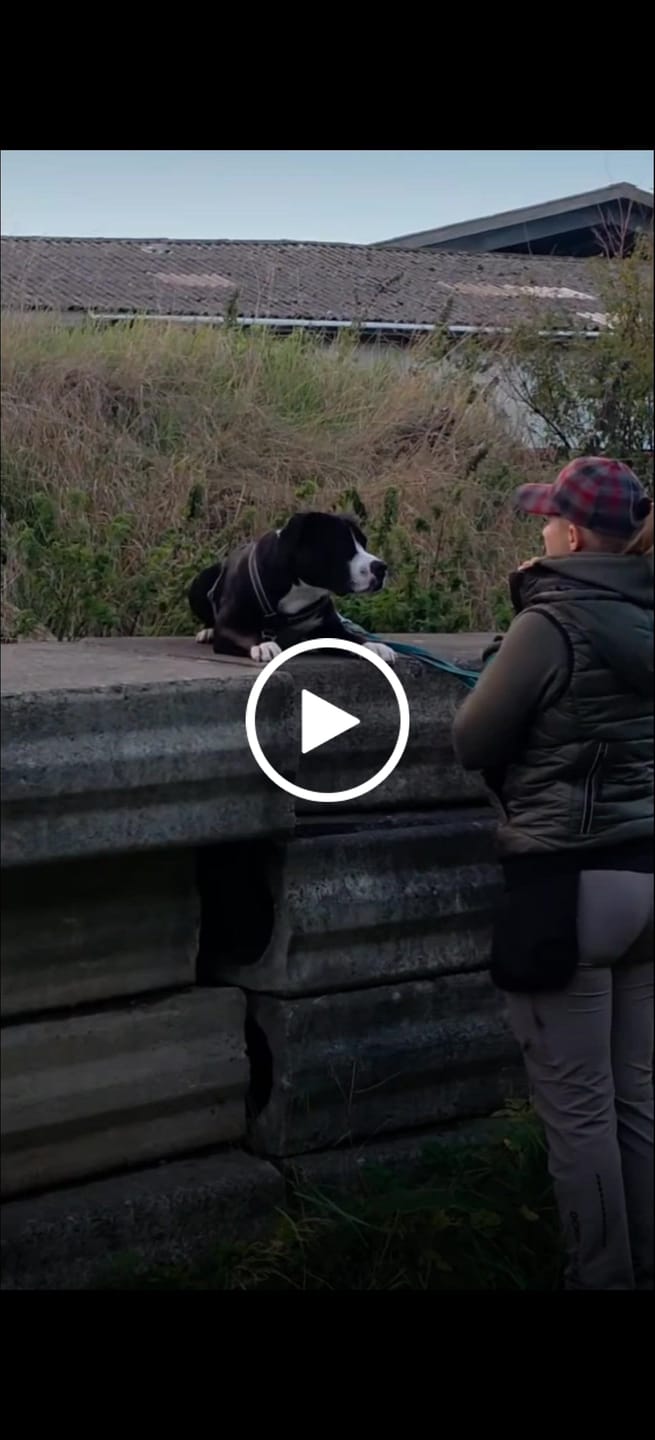Customer video review of Unisex Allround Pants 2.0 I Duffy I Kort længde I Ronja (Dame)