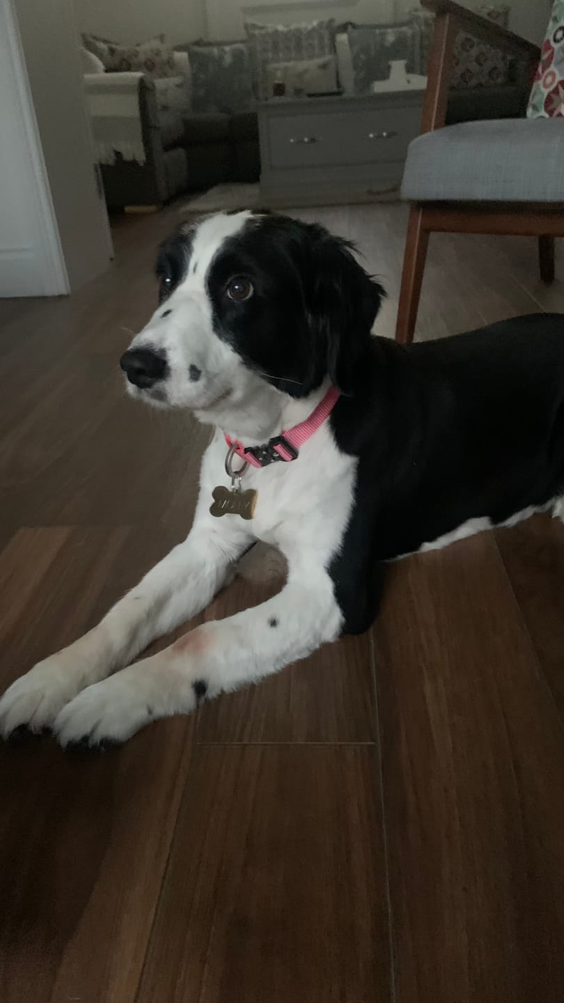 Customer photo review of City collar
