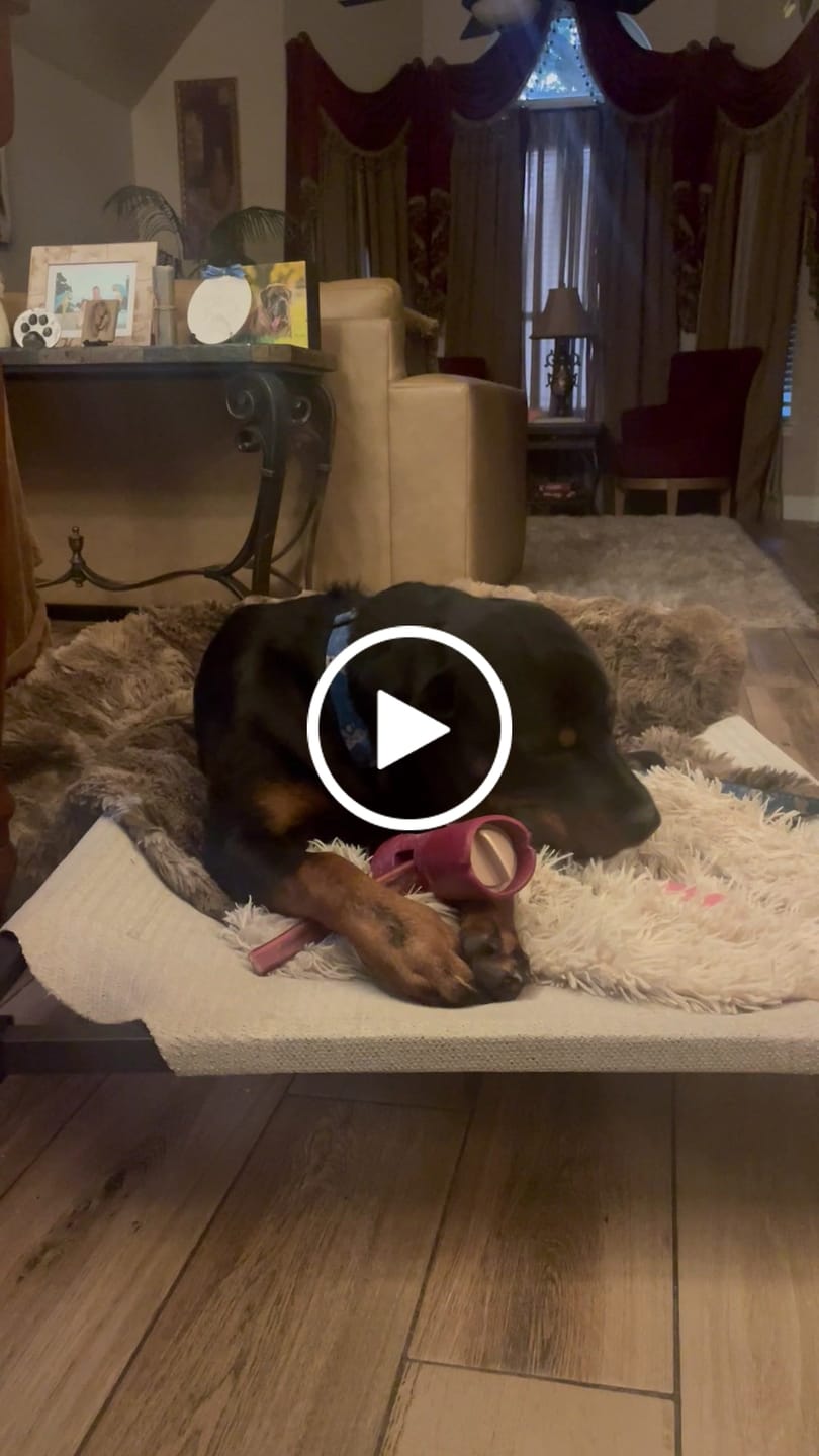 Customer video review of 12 Inch Thick Braided Bully Stick