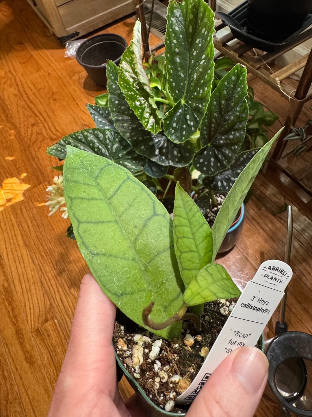Customer photo review of Hoya callistophylla