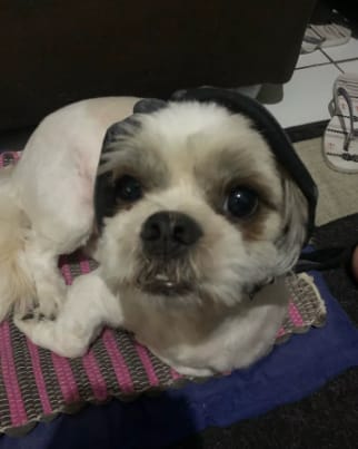 Customer photo review of Orejeras aislantes de sonido para perros