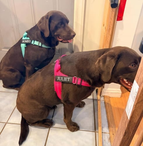 Customer photo review of KAVRIONA No-Pull Dog Harness