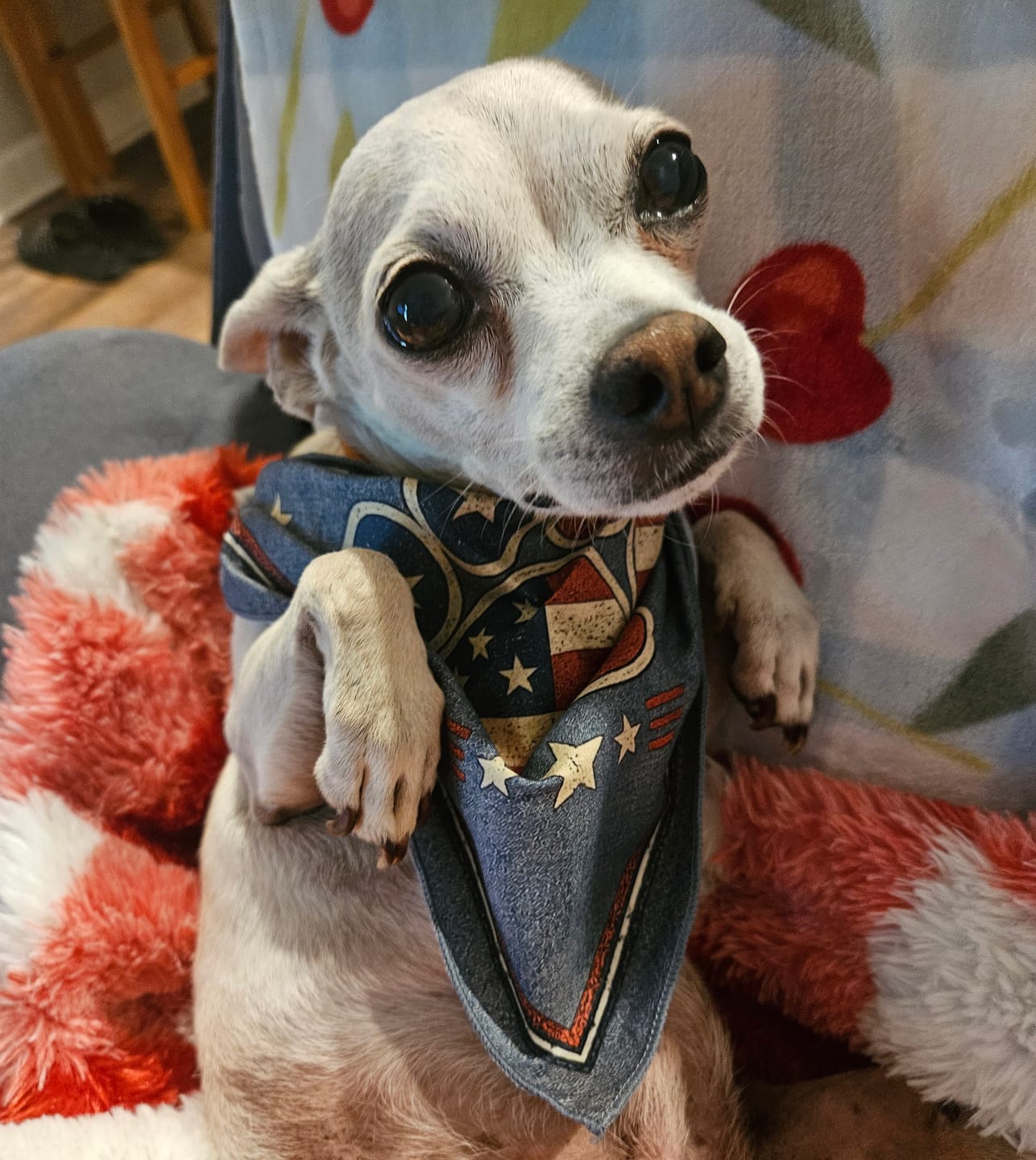 Customer photo review of Free Patriotic Dog Bandanas | Freedom Collection™