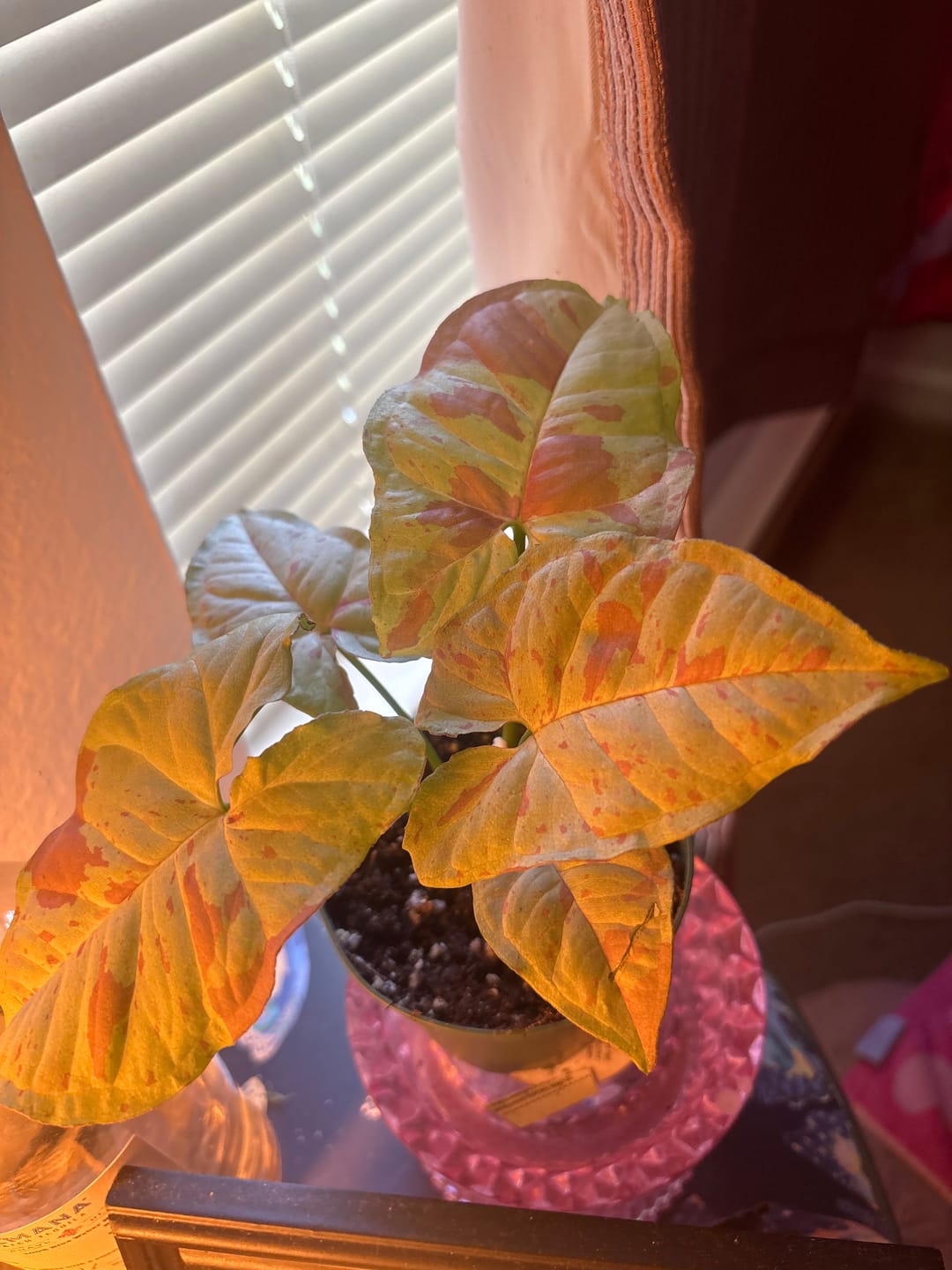 Customer photo review of Syngonium podophyllum 'Milk Confetti'