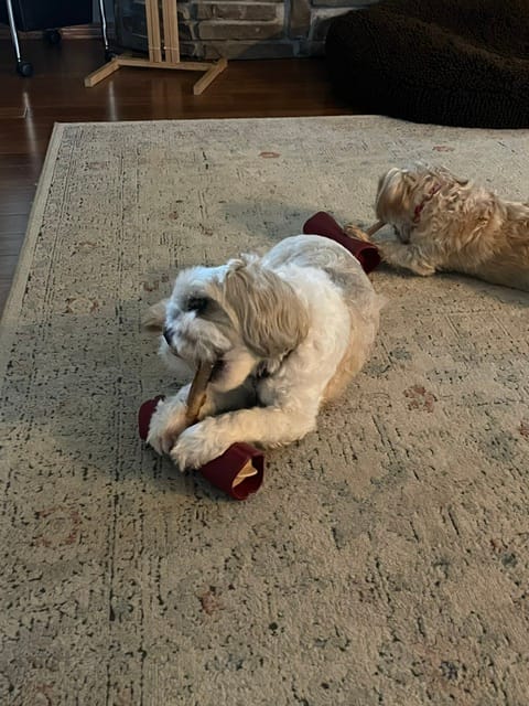 Customer photo review of 6 Inch Standard Bully Stick