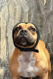 Customer photo review of Orejeras aislantes de sonido para perros